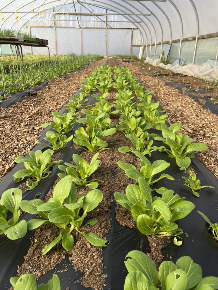 School House Garden Produce