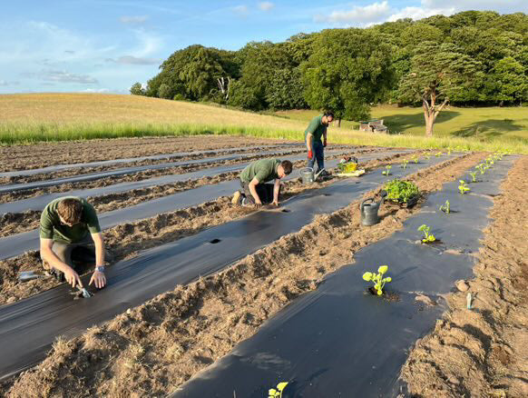 Roberts Farm Shop - Growing Pumpkins