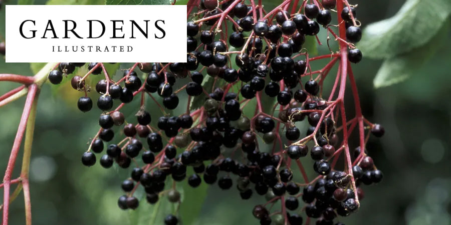 How to Care For Your Hedgerow | Gardens Illustrated