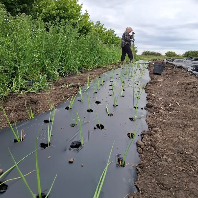 Gibside Community Farm