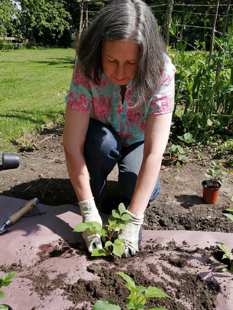 Growing Dahlias with Karen Gimson | Bramble Garden