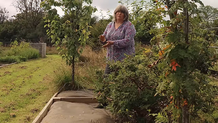 Perennial Planting in the garden | Forest Garden tour with Liz Zorab