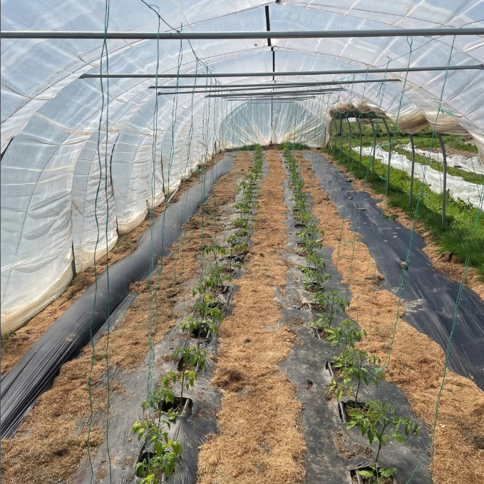 Tamar Organics | Launceston | Cornwall