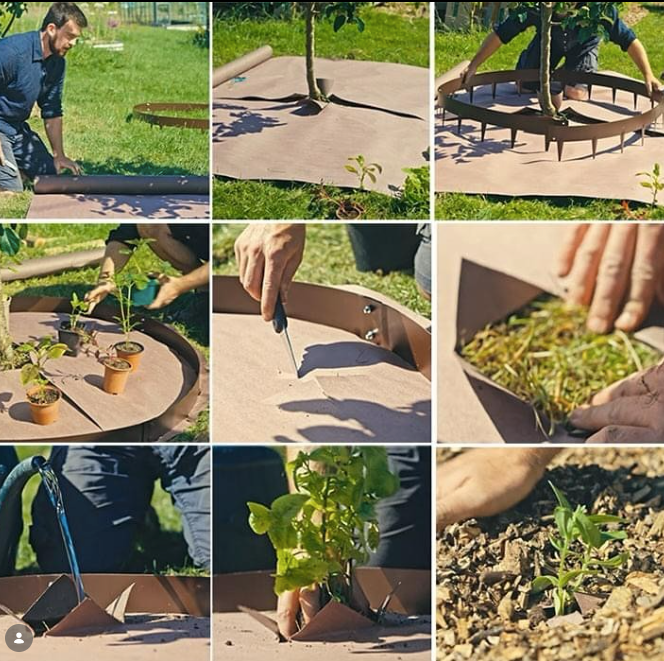 Gardener Huw Richards - Creating a Plant Guild for Fruit Trees