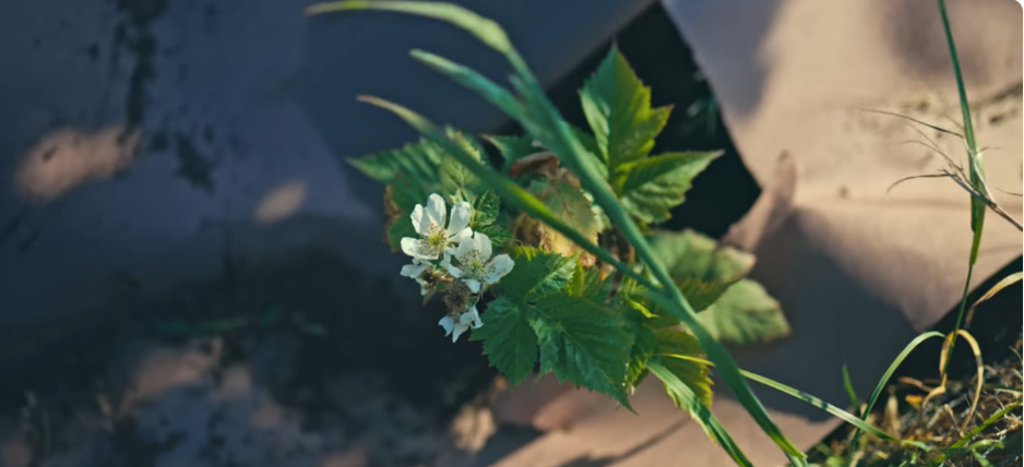 Addressing Mulching Concerns | Huw's Garden Diaries