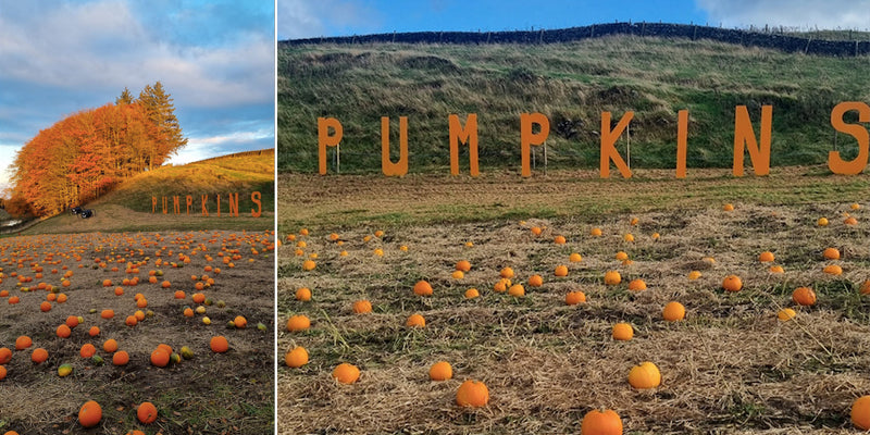 Stouslie Snugs Luxury Farm Glamping | Pumpkin Patch