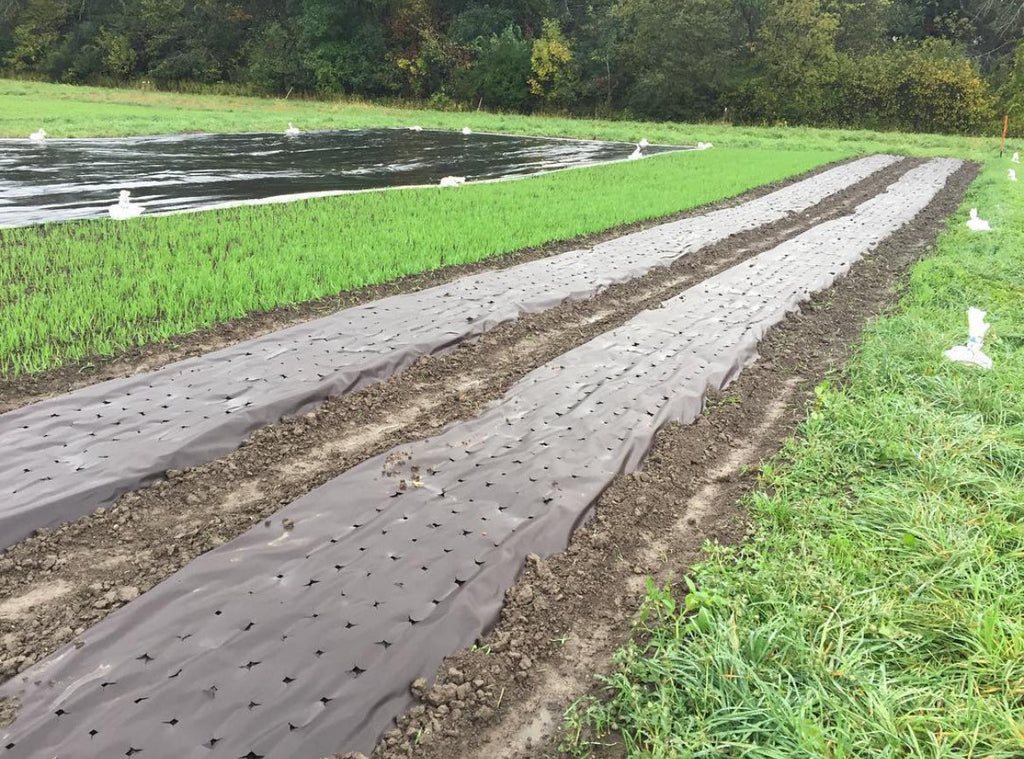 Pre-Punched Paper Mulch