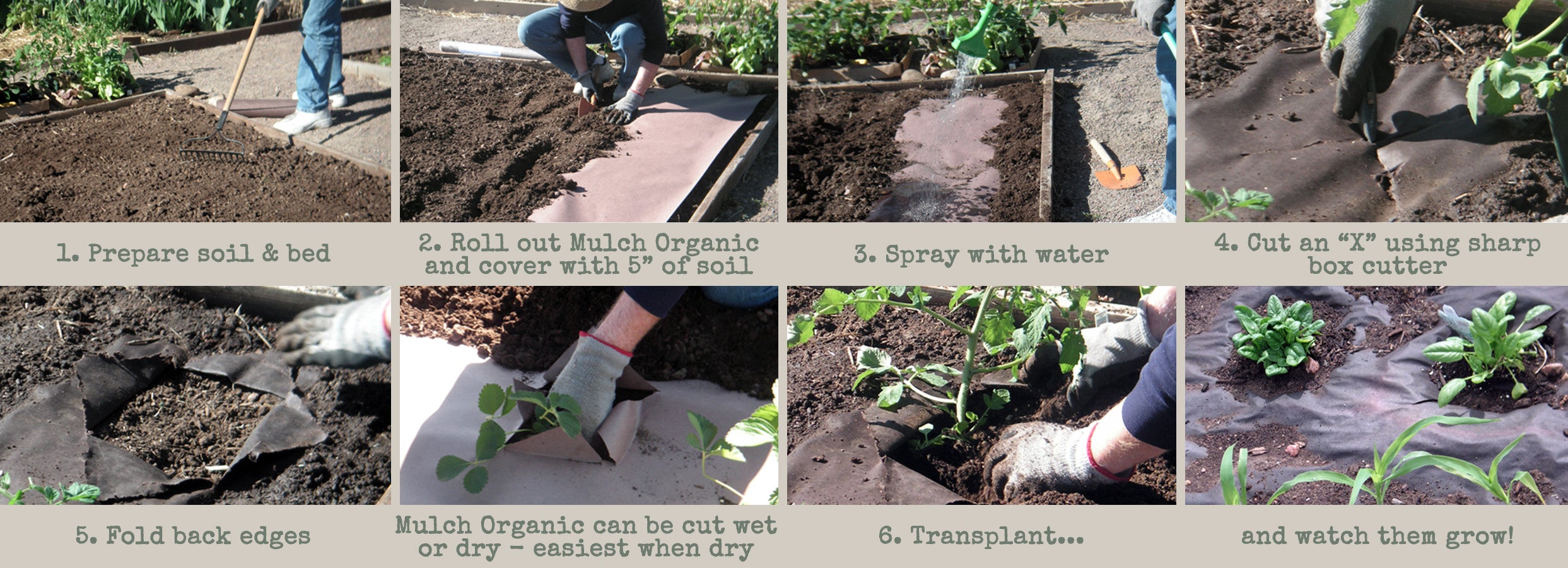 How to lay paper mulch onto the soil 
