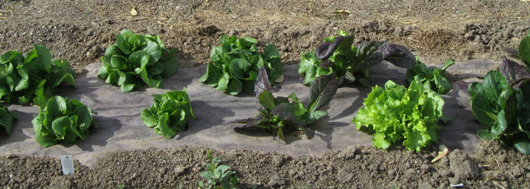 green-leaved plants on a mulch paper