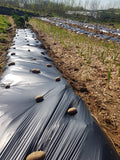 bunch of spuds resting on a biodegradable cornstarch film
