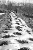 black and white photo capturing a farmer tending to his crops on a biodegradable cornstarch film