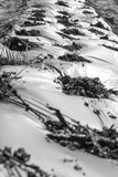 A long line of black and white biodegradable cornstarch film