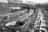 workers laboring in a field, with long lines of biodegradable cornstarch film