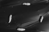close up photo of a  bunch of spuds resting on a biodegradable cornstarch film