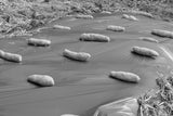 A monochrome snapshot showcasing a bunch of spuds resting on a biodegradable cornstarch film