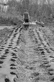 black and white photo capturing a farmer tending to his crops on a biodegradable cornstarch film