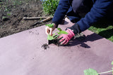 a man planting on a a biodegradable cornstarch film