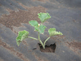 A small plant sprouting from a hole in Biodegradable Paper Mulch