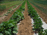 a field with rows of green plants that are growing using rolls of biodegradable paper mulch that is 100% biodegradable