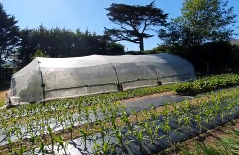 Bangors Organic Veg Boxes in Bude