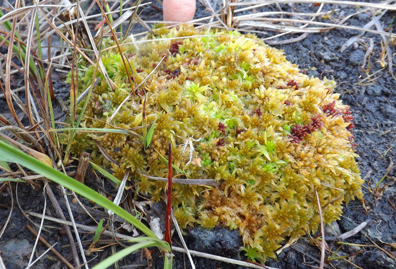 A Bit about BeadaMoss®