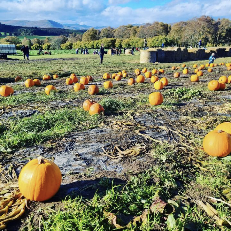 Growing Pumpkins at Corrimony Farm in Inverness