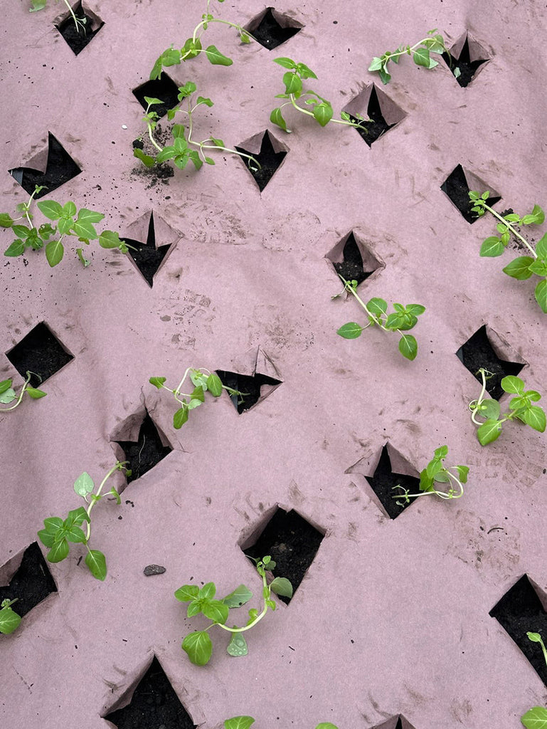 Elder & Wild | Nottingham Wedding Florist