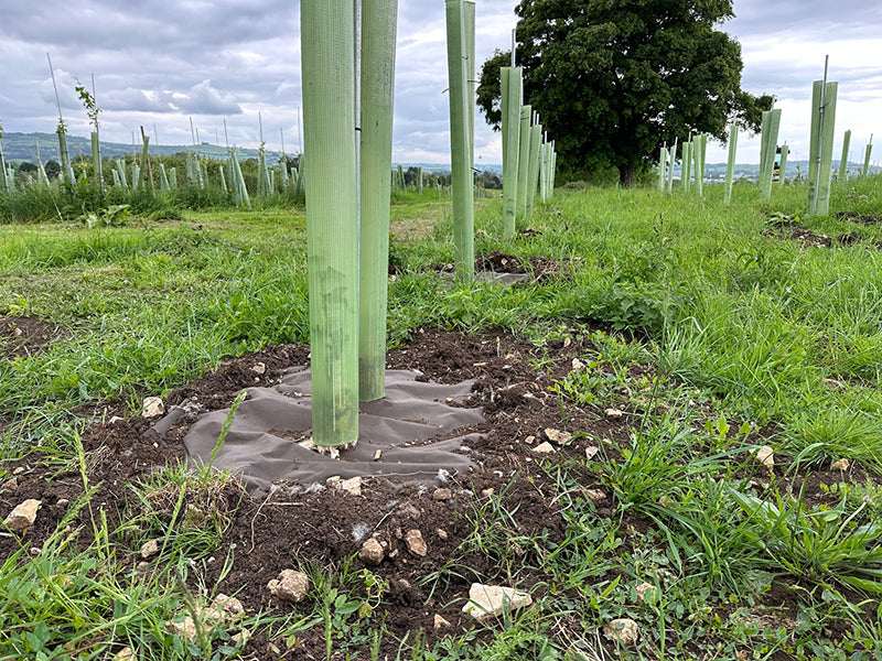 Forest Larder - Producing wine from their Vineyard in Bristol