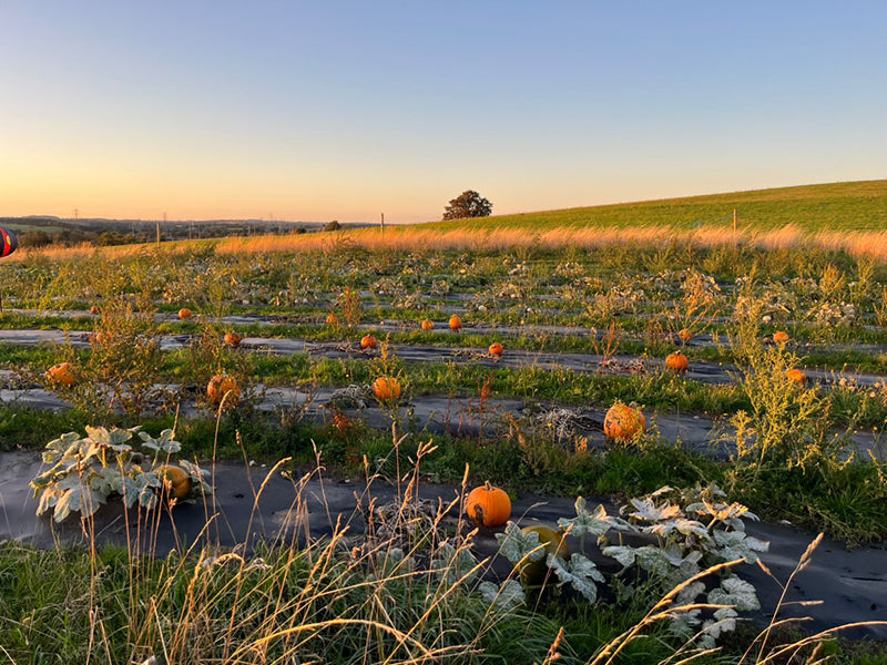 Roberts Farm Shop | Pumpkin Patch