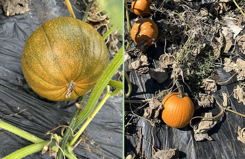 Power up your Pumkins