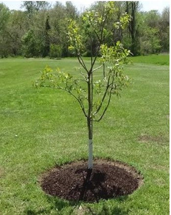 Tools & Treeguards