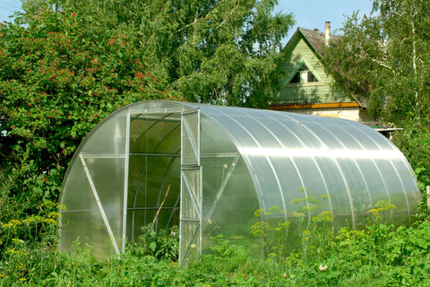 Greenhouse & Polytunnel