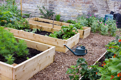 Home Garden & Allotment