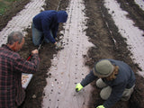 Market farmers planting seedlings into pre punched rolls of organic paper mulch in a field.