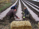 Market gardeners planting seedlings into pre punched organic paper mulch in a field.