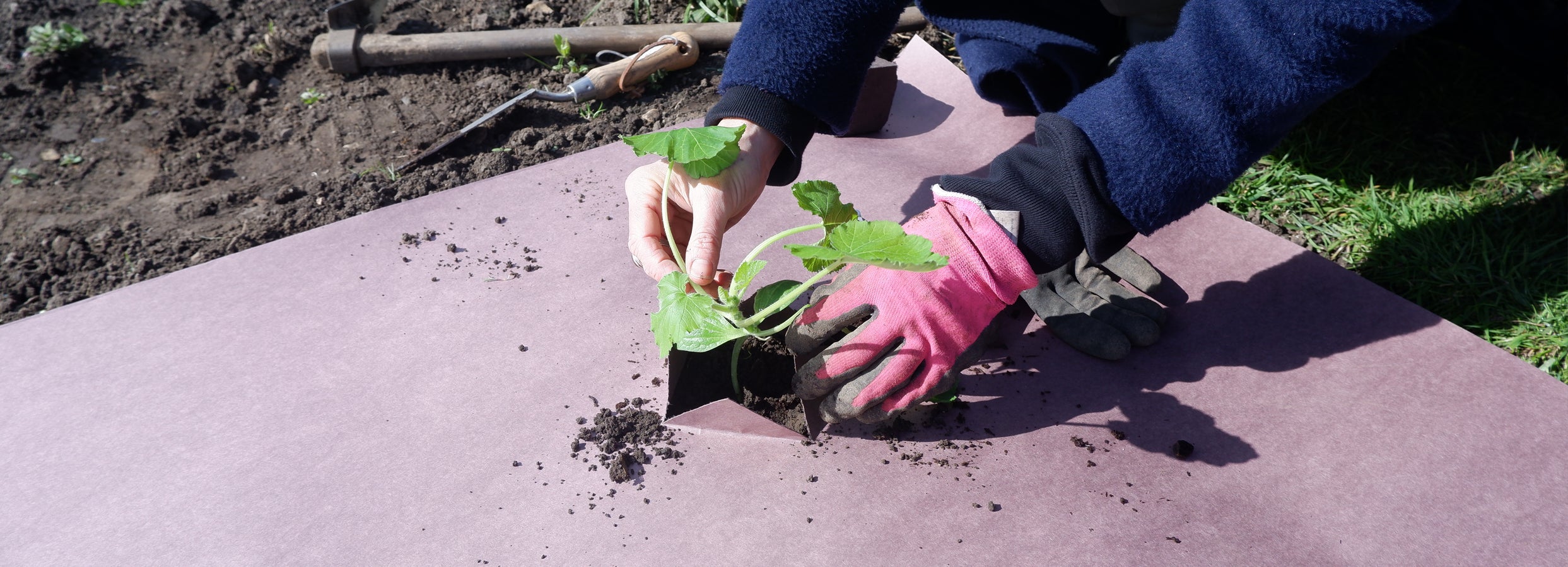 A woman planting into Biodegradable Paper Mulch