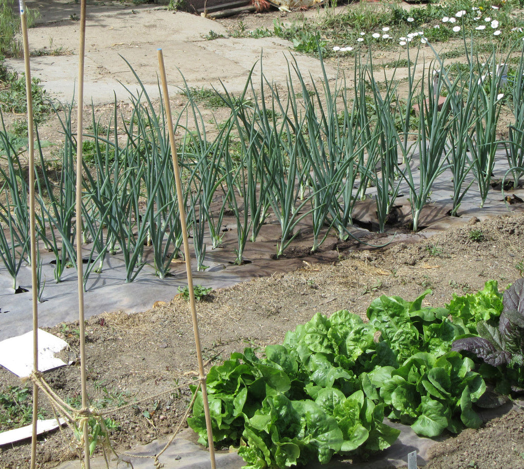 Paper Letuce Pre-Punched, heavyweight Paper Mulch 122cm x 76metre | Mulch Organic