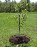 Biodegradable mulch circles for trees