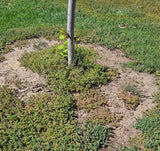 Biodegradable mulch circles for trees