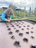 Pre-Punched Paper Mulch for planting garlic and onions