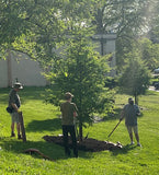 Biodegradable mulch circles for trees