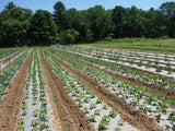 a field with rows of plants that are growing using rolls of biodegradable paper mulch that is 100% biodegradable
