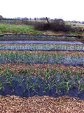 A field of black biodegradable agricultural mulch applied over the soil to protect the plants