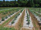 a field with rows of plants that are growing using rolls of biodegradable paper mulch that is 100% biodegradable