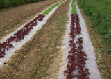 A field with a line of plants growing out of rolls of organic biodegradable paper mulch