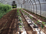 Rows of green plants growing inside a pollytunnel using rolls of creped organic paper mulch that is 100% biodegradable